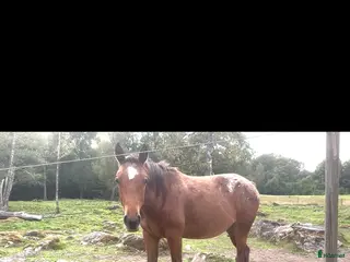 hästar Väldigt trevlig 1 åring i Floda - Annons 11