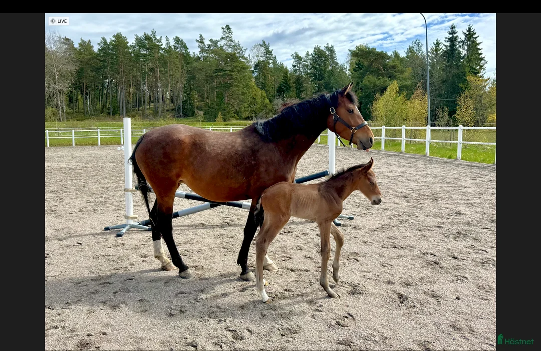 Hoppning hästar till salu: Välstammat hingstämne e. El Barone 111 Z i Enköping - Annons 4