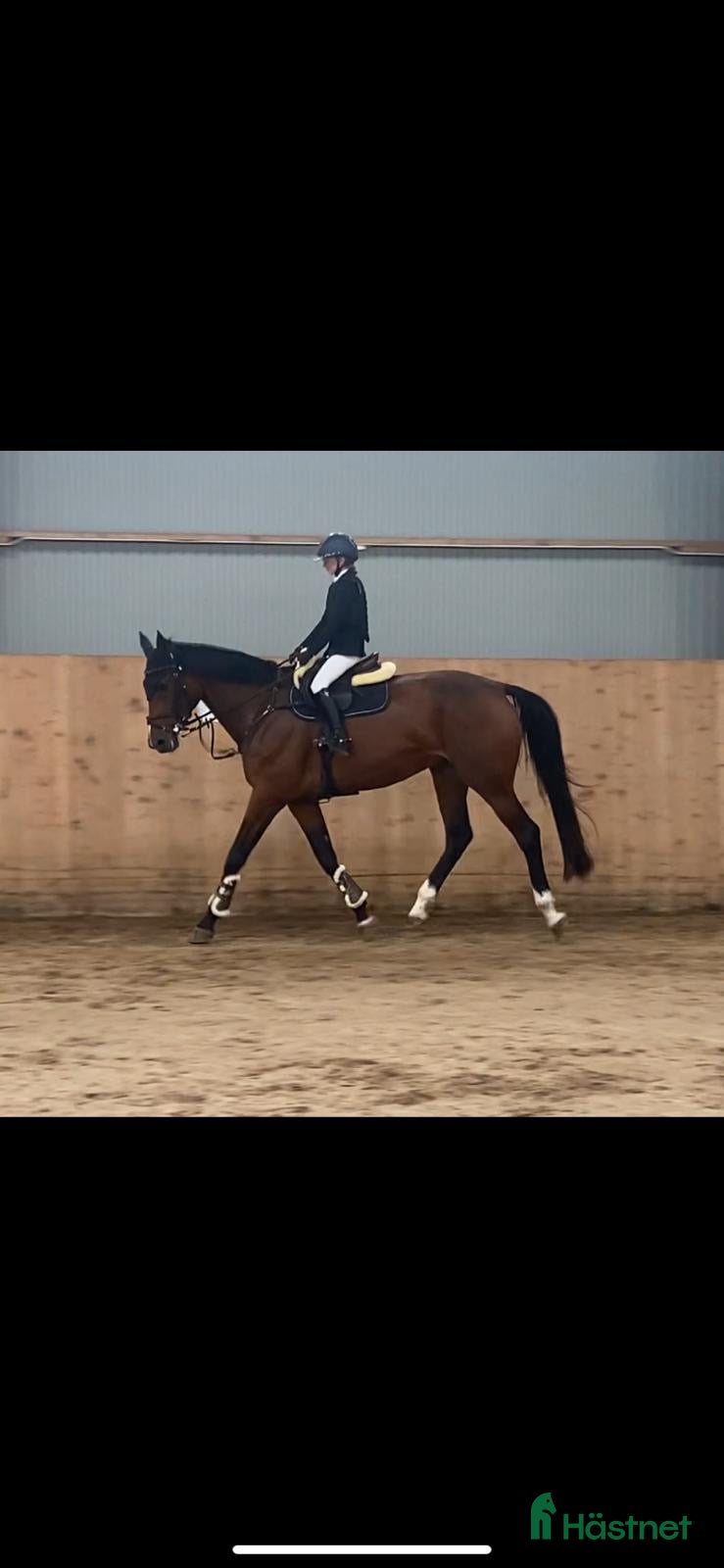  hästar Supersnällt sto med mkt kapacitet i Lidköping - Annons 1