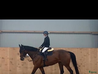 hästar Supersnällt sto med mkt kapacitet i Lidköping - Annons 1