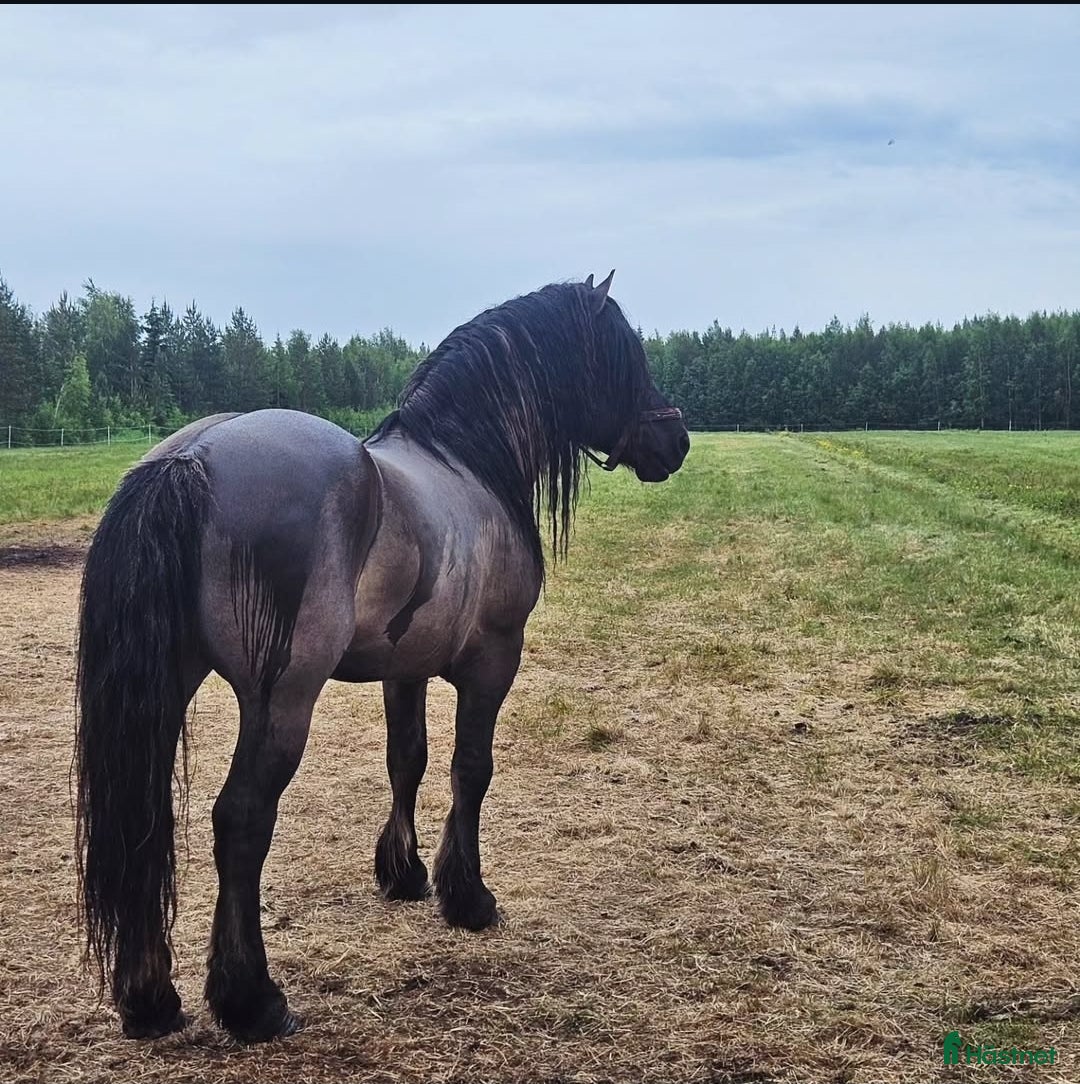 Avelshästar hästar till salu: Unik avelshingst med färgen musblack. i Byske - Annons 3