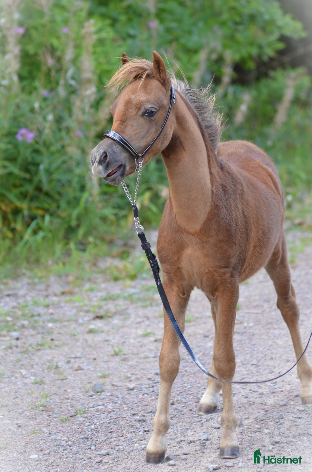 Allround hästar till salu: **Extremt vacker "miniarab" AMHA hingstföl** i Åtvidaberg - Annons 5