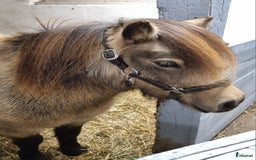 Sällskap hästar till salu: Minishetlandssto i Väderstad - Annons 4