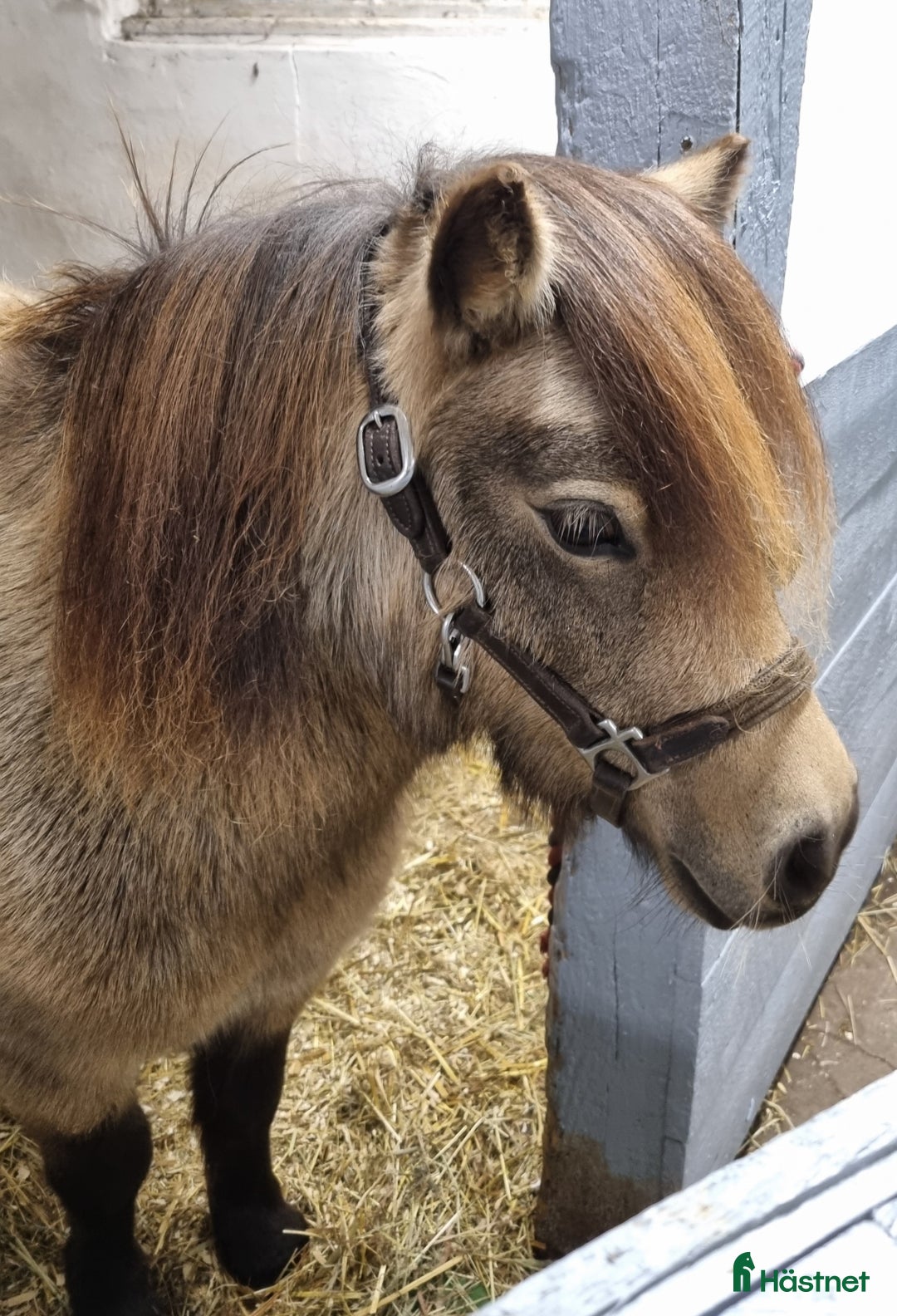Sällskap hästar till salu: Minishetlandssto i Väderstad - Annons 4