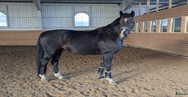  hästar Finaste killen❤️ Rätt hem viktigare än priset i Närkesberg - Annons 12