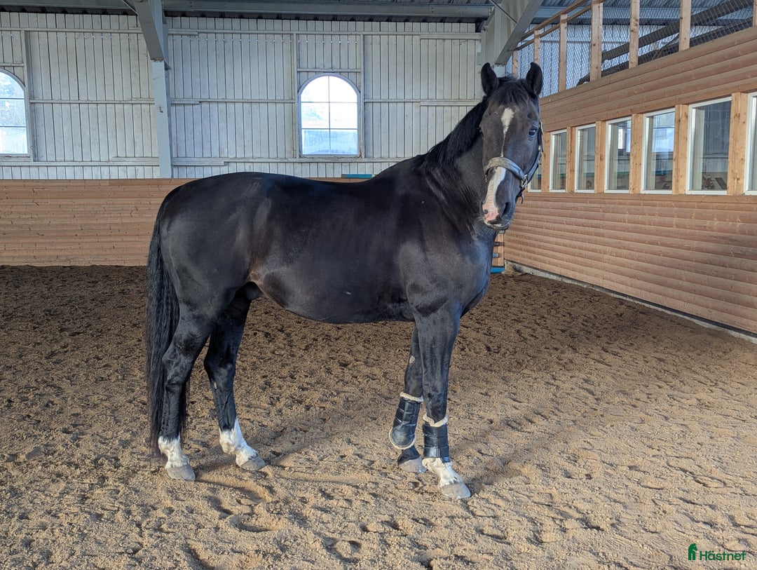 Dressyr hästar till salu: Finaste killen❤️ Rätt hem viktigare än priset i Närkesberg - Annons 3