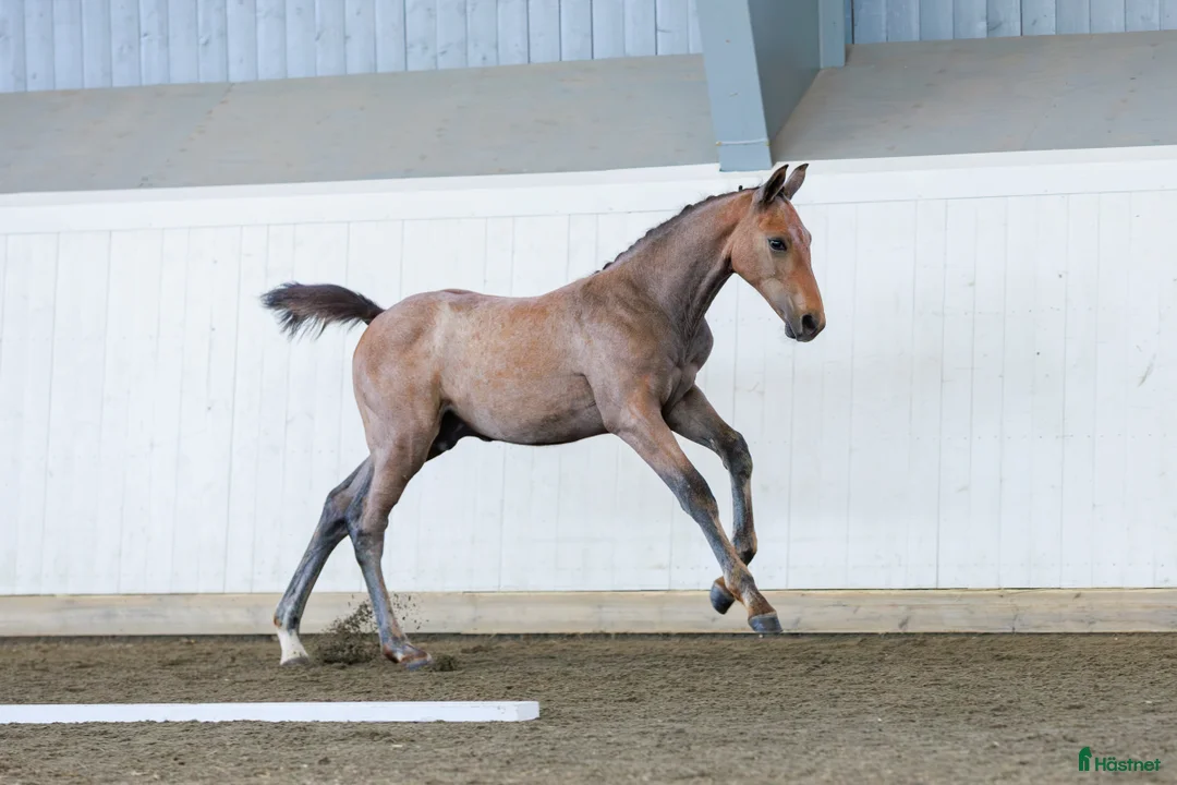 Hoppning hästar till salu: Nästa hoppstjärna  - Annons 1