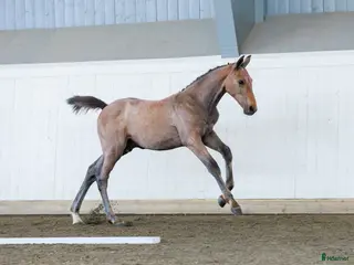 hästar Nästa hoppstjärna - Annons 5