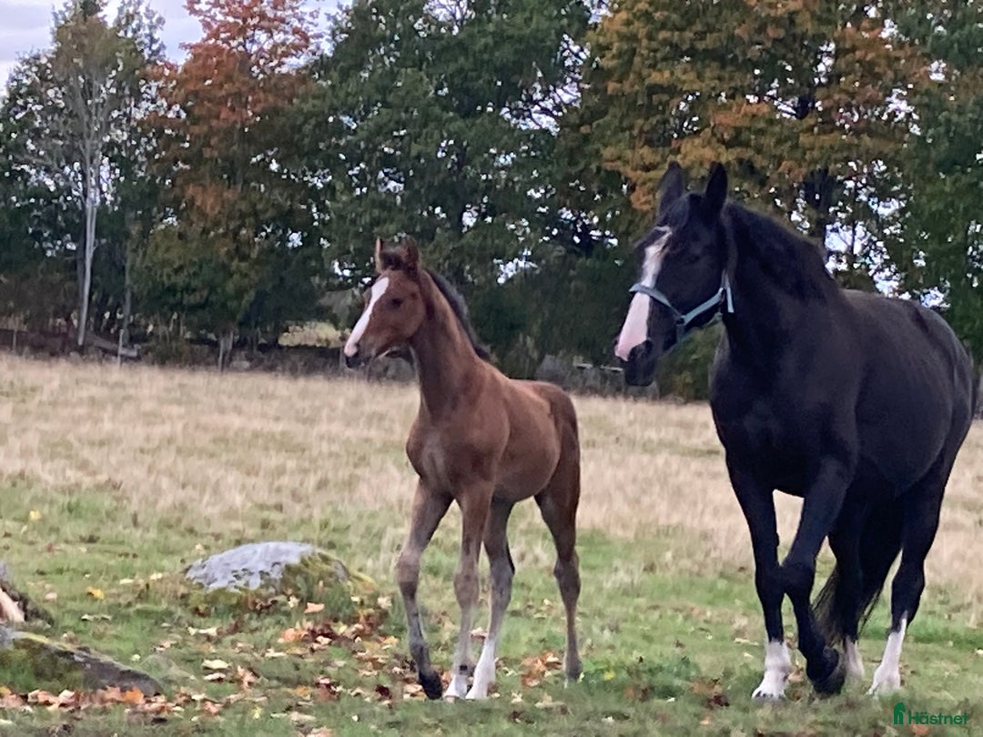 Hoppning hästar till salu: Toppstammade föl i Ljungby - Annons 5