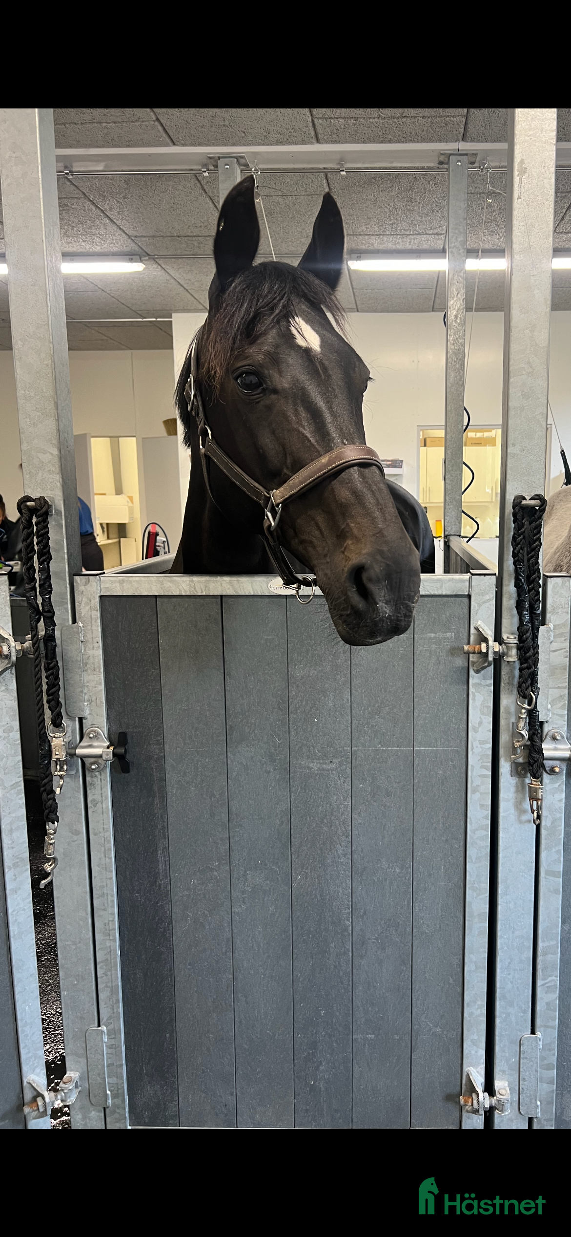  foderhäst Kwpn sto utlånas  - Annons 2