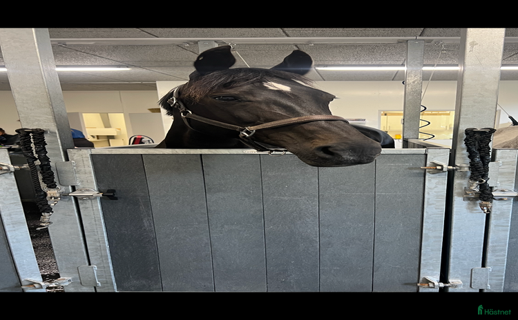  foderhäst Swb sto utlånas  i Nävlinge - Annons 1