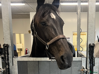 foderhäst Kwpn sto utlånas i Nävlinge - Annons 9