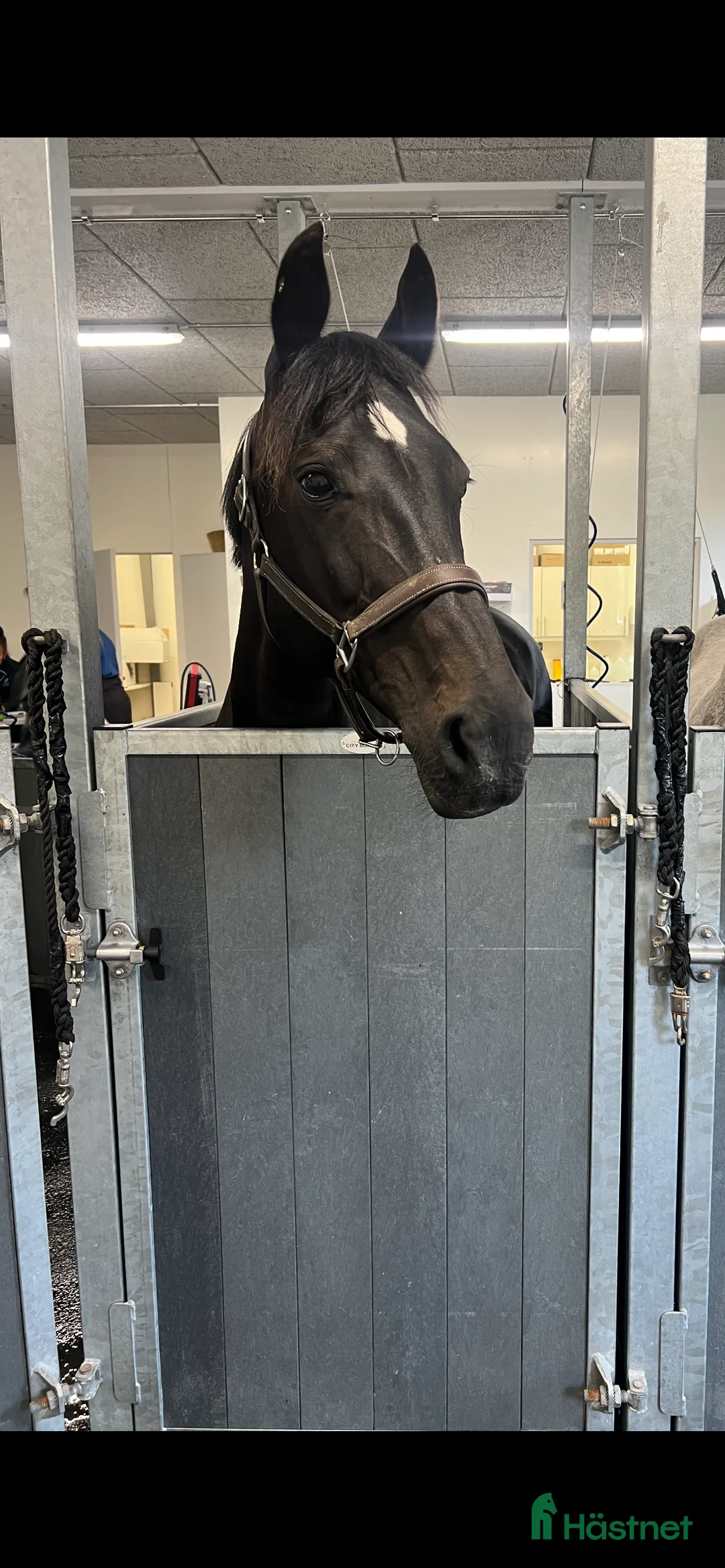  foderhäst finnes: Kwpn sto utlånas  - Annons 1