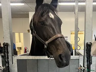 foderhäst Kwpn sto utlånas - Annons 17