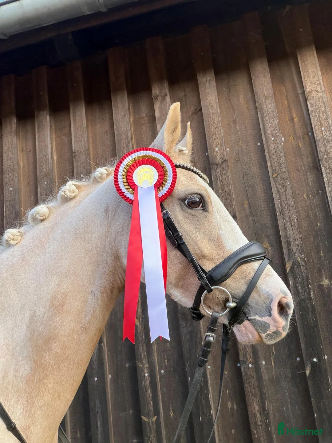 Dressyr hästar till salu: Upcomming FEI pony i Ballerups församling - Annons 1