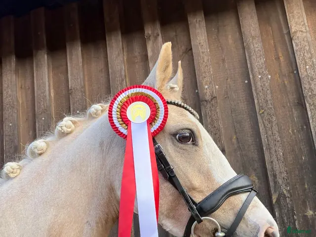 hästar till salu: Upcomming FEI pony - Annons 1