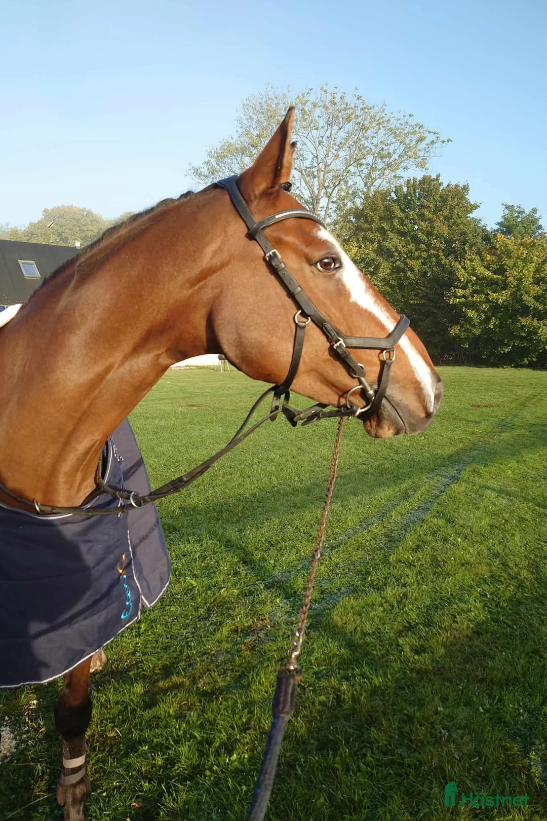 Hoppning hästar till salu: Hopphäst med kapacitet och utstrålning! - Annons 3