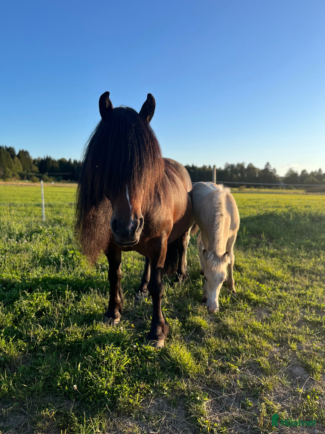 Körning hästar till salu: TINGAD! Dora 🌟 i Årjäng - Annons 4
