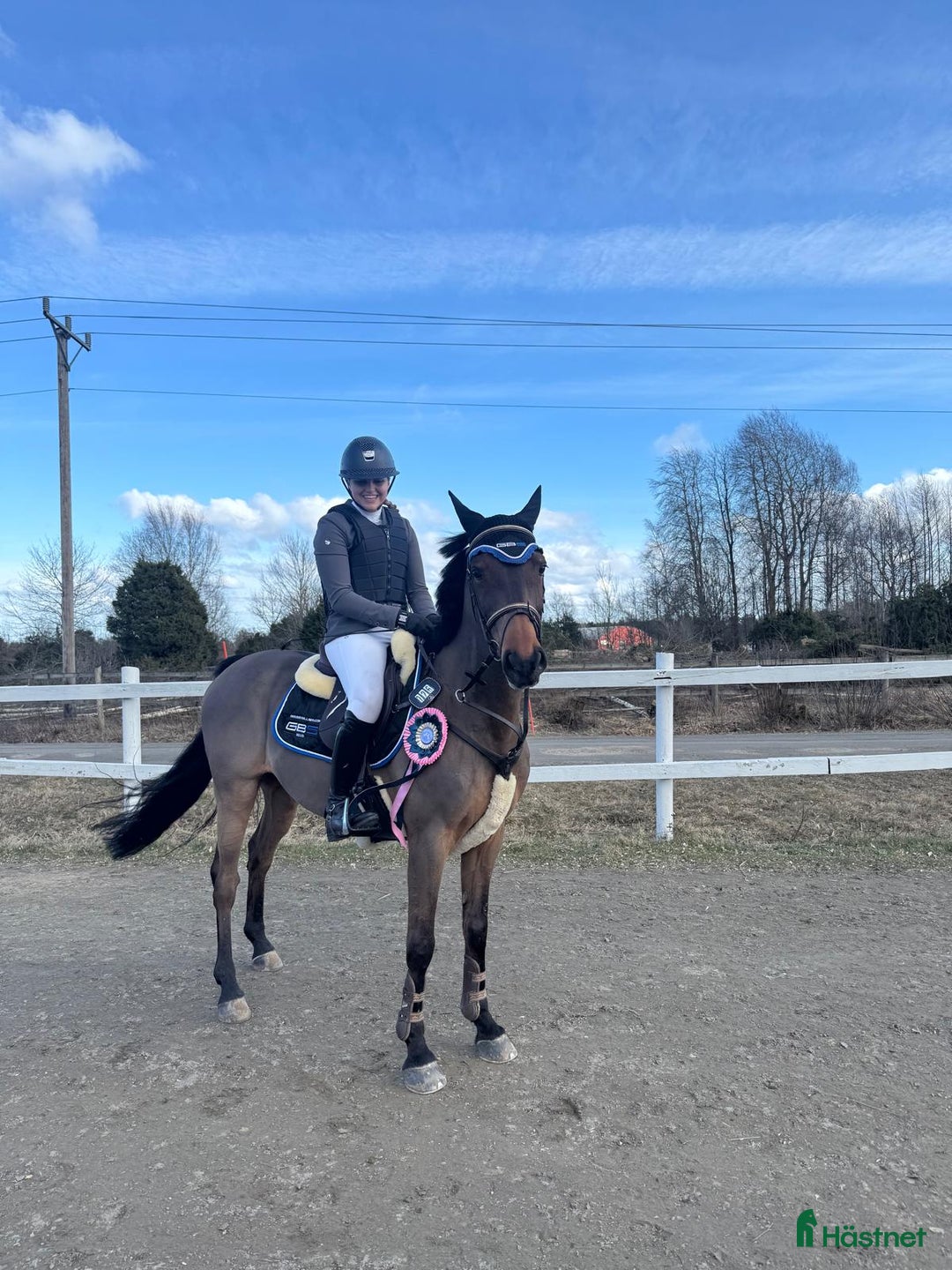 Hoppning hästar till salu: Världens bästa vän och tävlingskamrat! i Viken - Annons 4