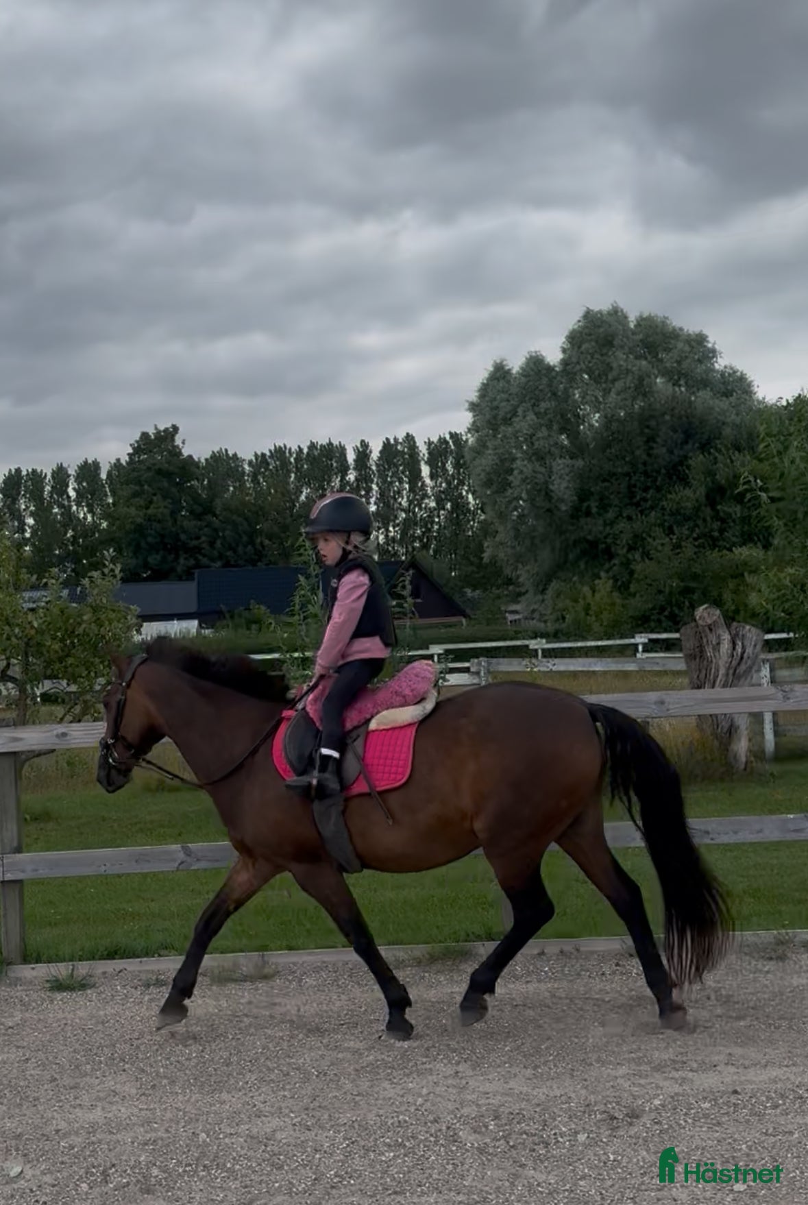  hästar Barnponny/ läromästare sökes i Staffanstorp - Annons 16