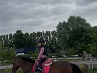 hästar Barnponny/ läromästare sökes i Staffanstorp - Annons 16