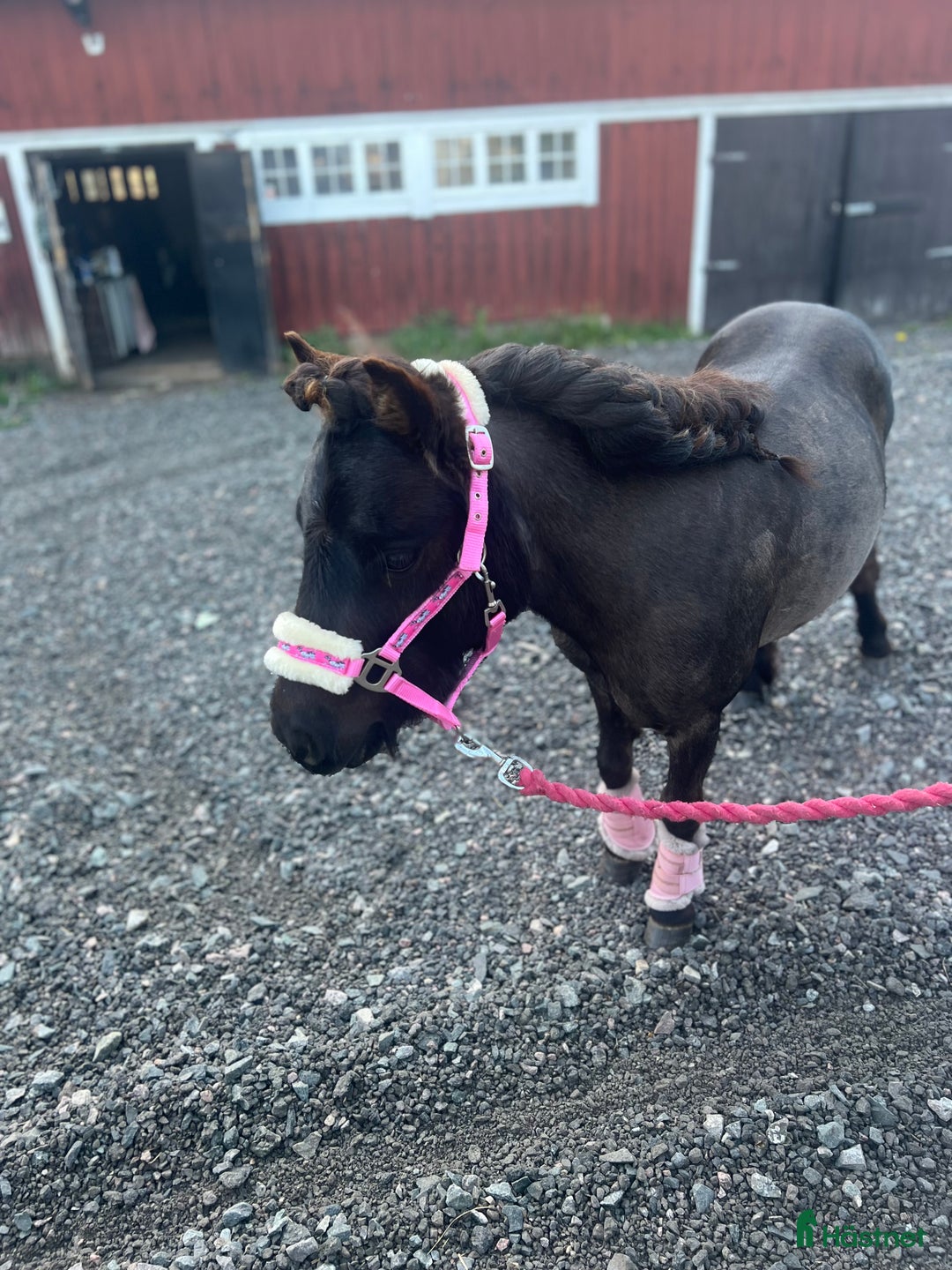 Allround hästar till salu: Världens sötaste tjej i Värnamo - Annons 3