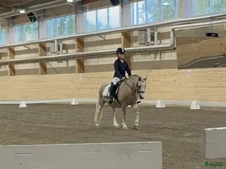 hästar B-ponny sto - Annons 4