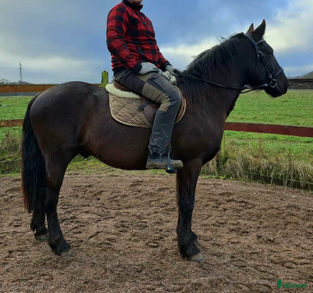Allround hästar till salu: Valack på 3 år, 140cm - Annons 2