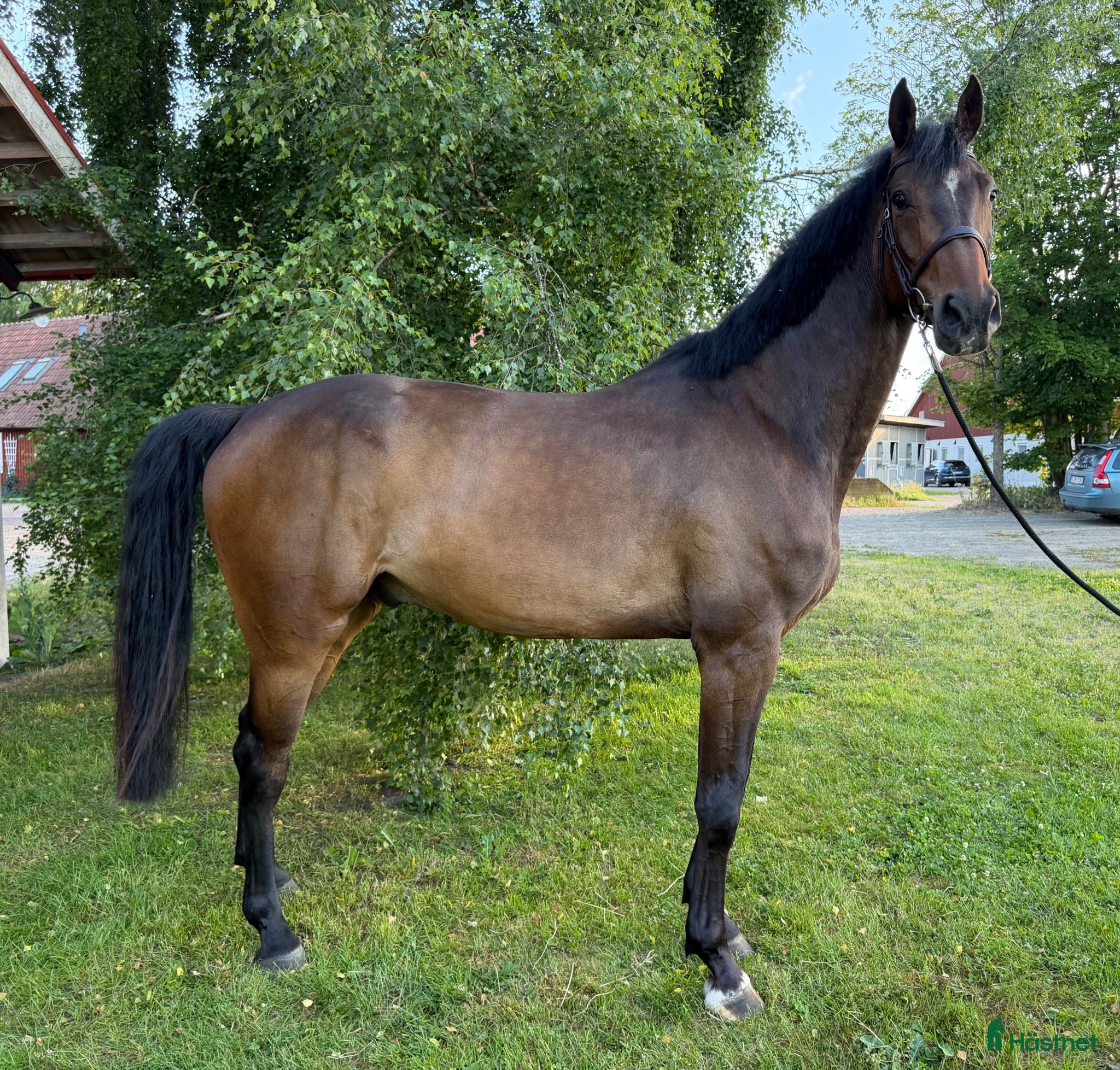  hästar Välstammad 6-åring söker nytt hem - Annons 2
