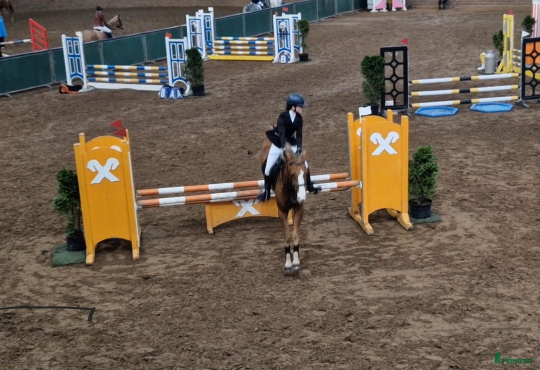 Hoppning hästar till salu: Amazing pony i Göteborg - Annons 4