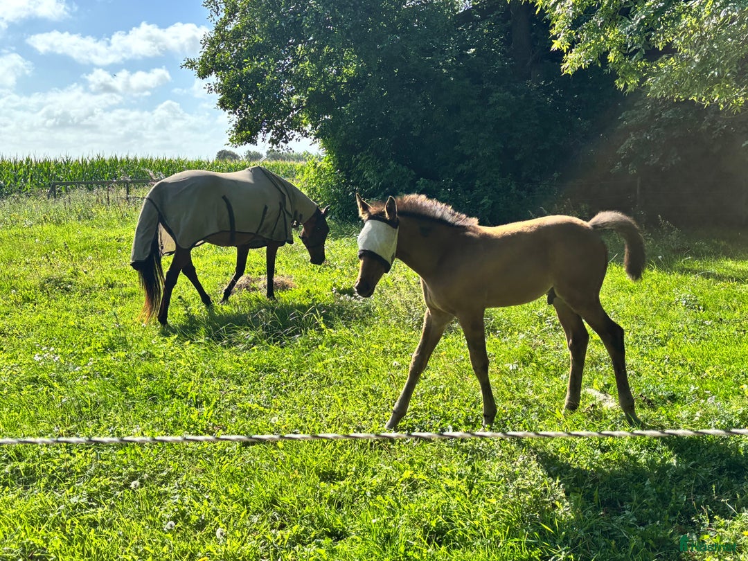 stallplats finnes: Lediga stallplatser!  i Tvååker - Annons 3
