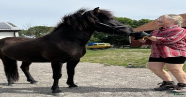  hästar i Färjestaden - Annons 4