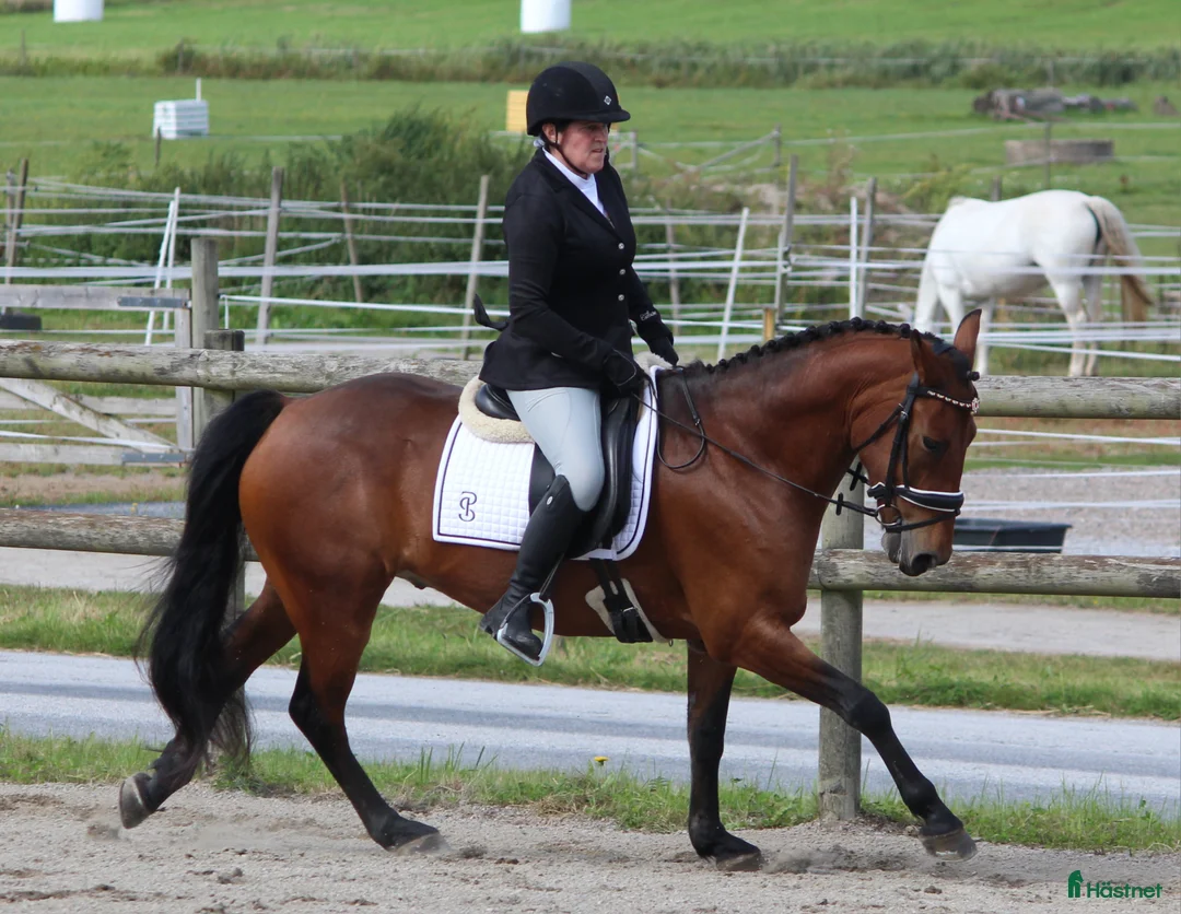 Hoppning hästar till salu: Mycket trevlig ponny! Reserverad! - Annons 2