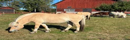 Allround hästar till salu: 4-årig supermysig valack  - Annons 3
