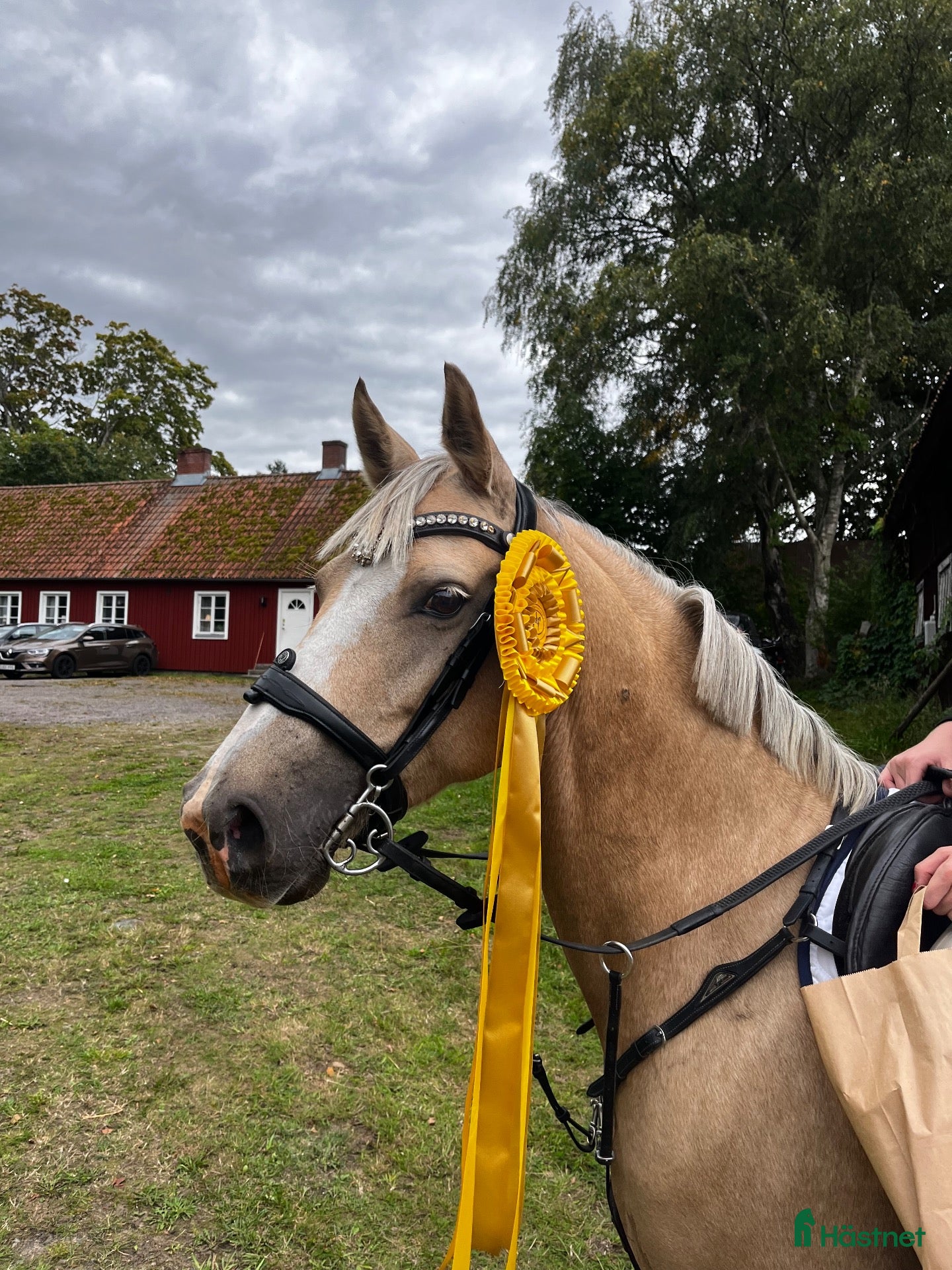  hästar Fantastisk C-ponny med stor hoppförmåga - Annons 2