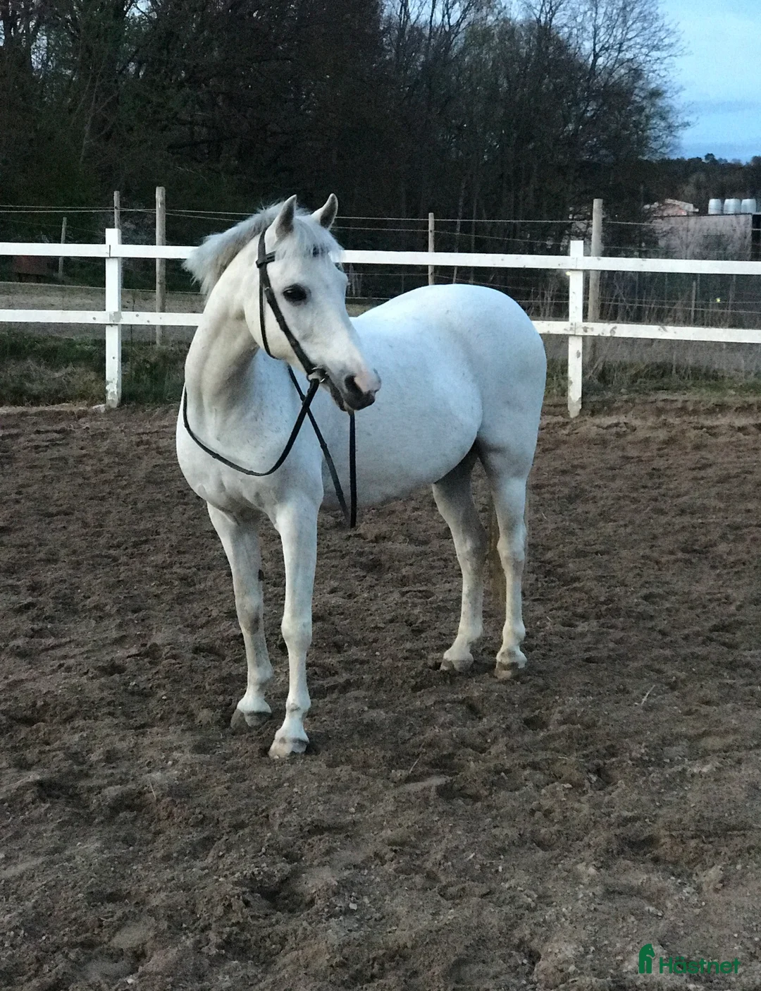  foderhäst finnes: Ridlektioner för barn i Västra Frölunda - Annons 2