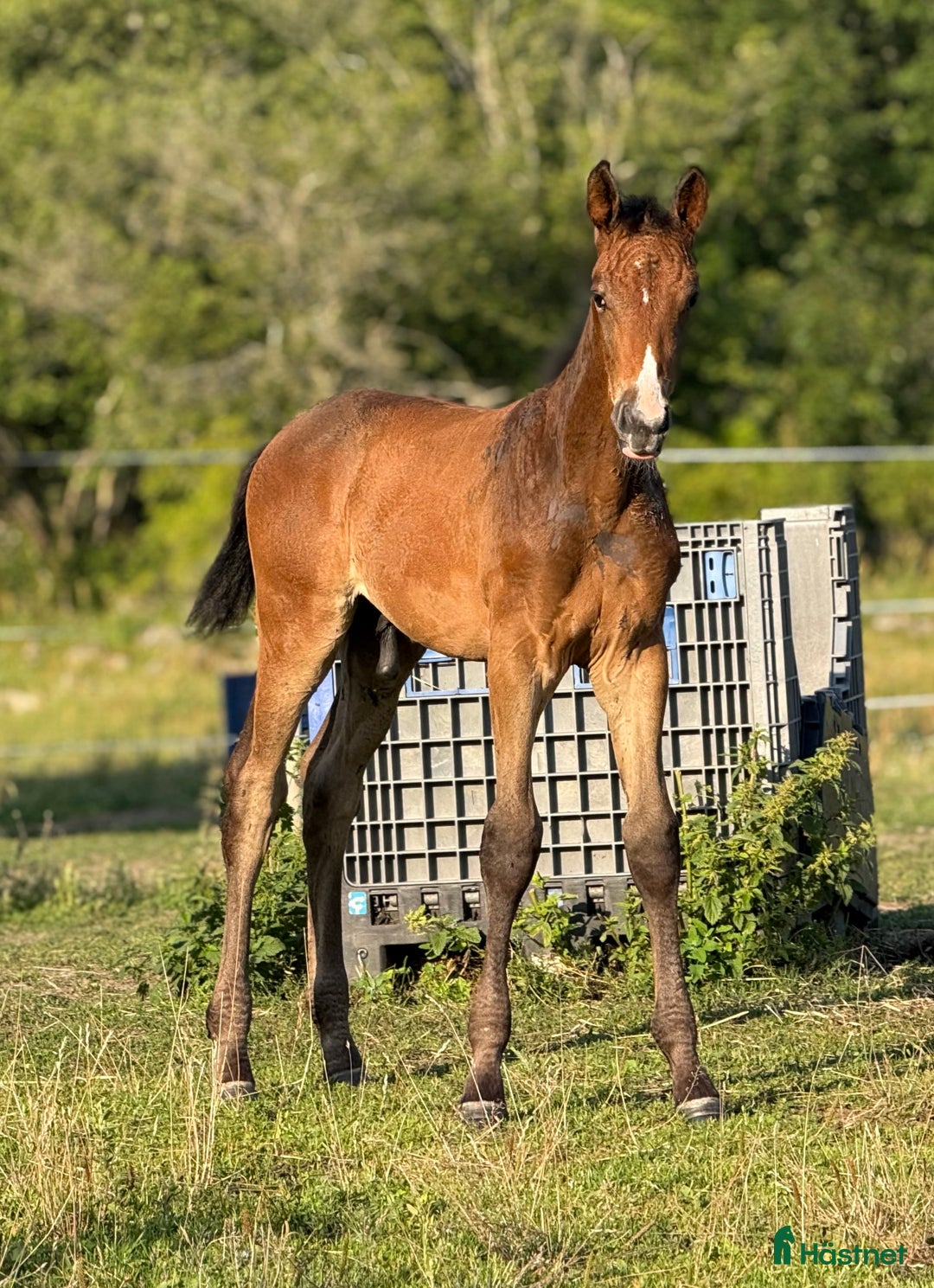 Hoppning hästar till salu: Lovande unghäst! SÅLD - Annons 13