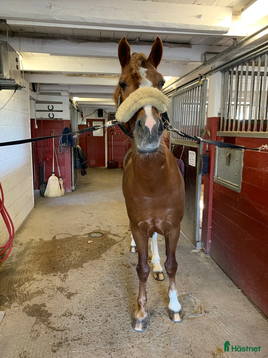  stallplats finnes: Stallplats Tyresta Gård, Enköping - Annons 10