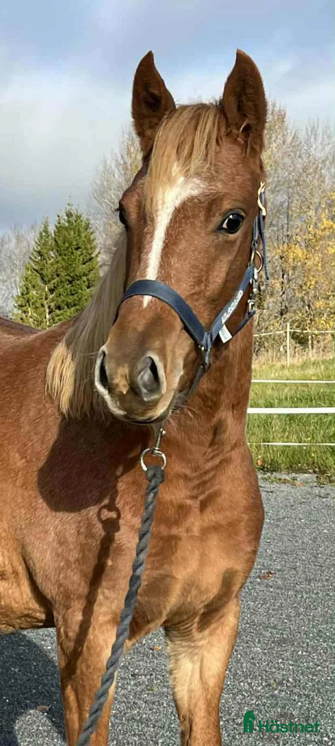 Allround hästar till salu: Lovande Welsh partbred sto  i Väddö - Annons 4