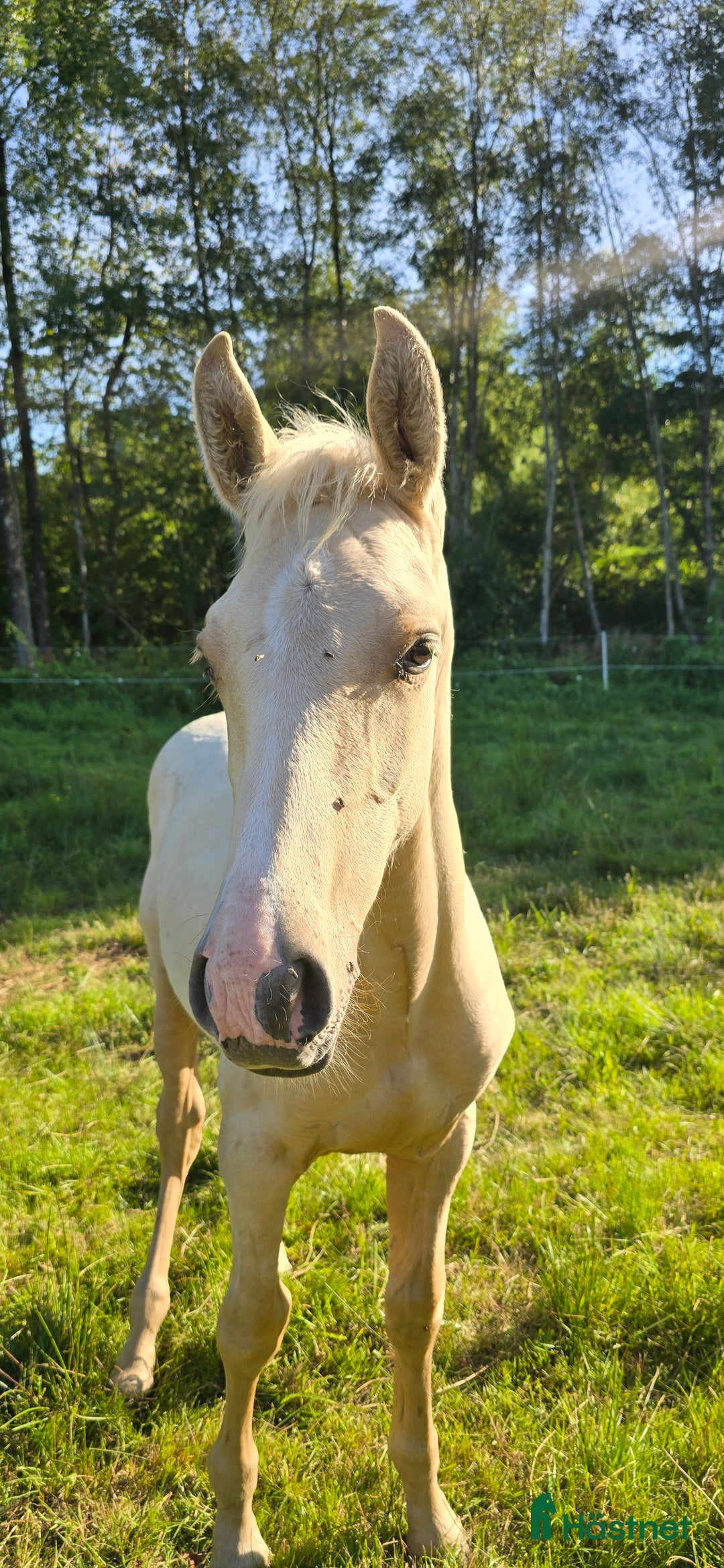 Dressyr hästar till salu:  PRE kille för den kräsna 💙 Palomino. Passa på i Veddige - Annons 3