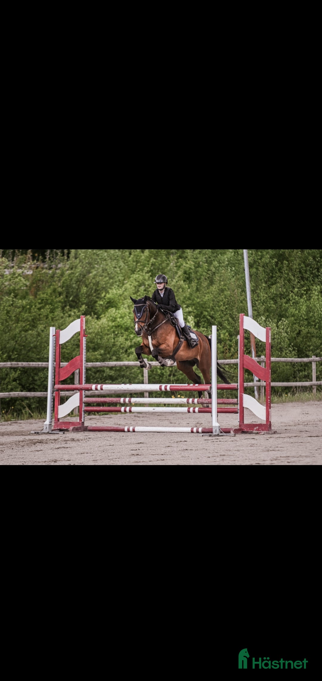 Allround hästar till salu: Bästa kompis/mor/dotter häst i Sundsvall - Bild 3