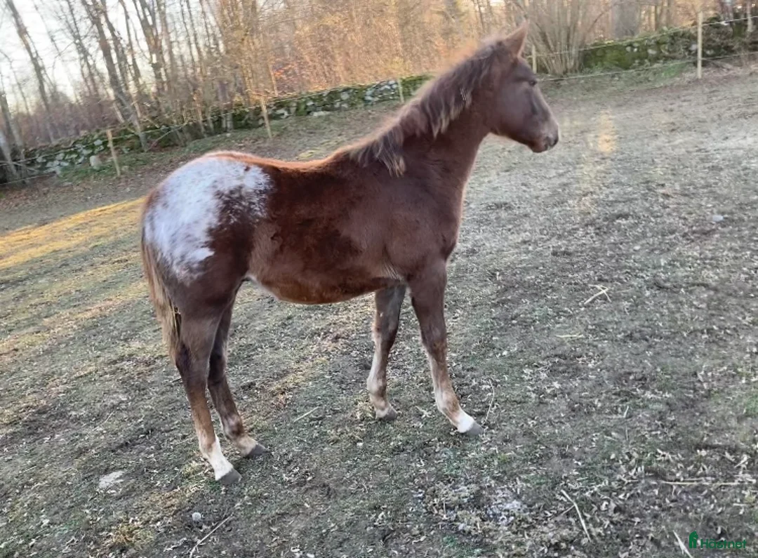 Allround hästar till salu: Appaloosa hingstföl i Fågelmara - Annons 5