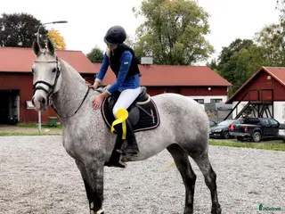 hästar Once in a lifetime sto, hem viktigare än pris - Annons 9