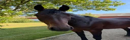 Hoppning hästar till salu: Fineste holsteinerstoet för avel – säljes/bytes - Annons 8