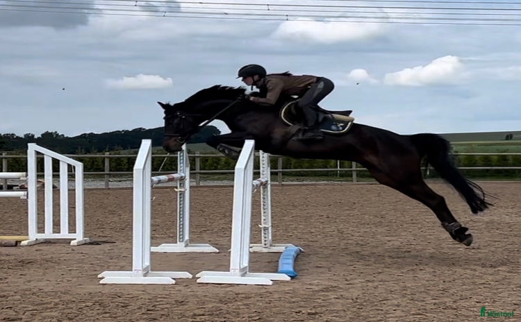  hästar i Ängelholm - Annons 2