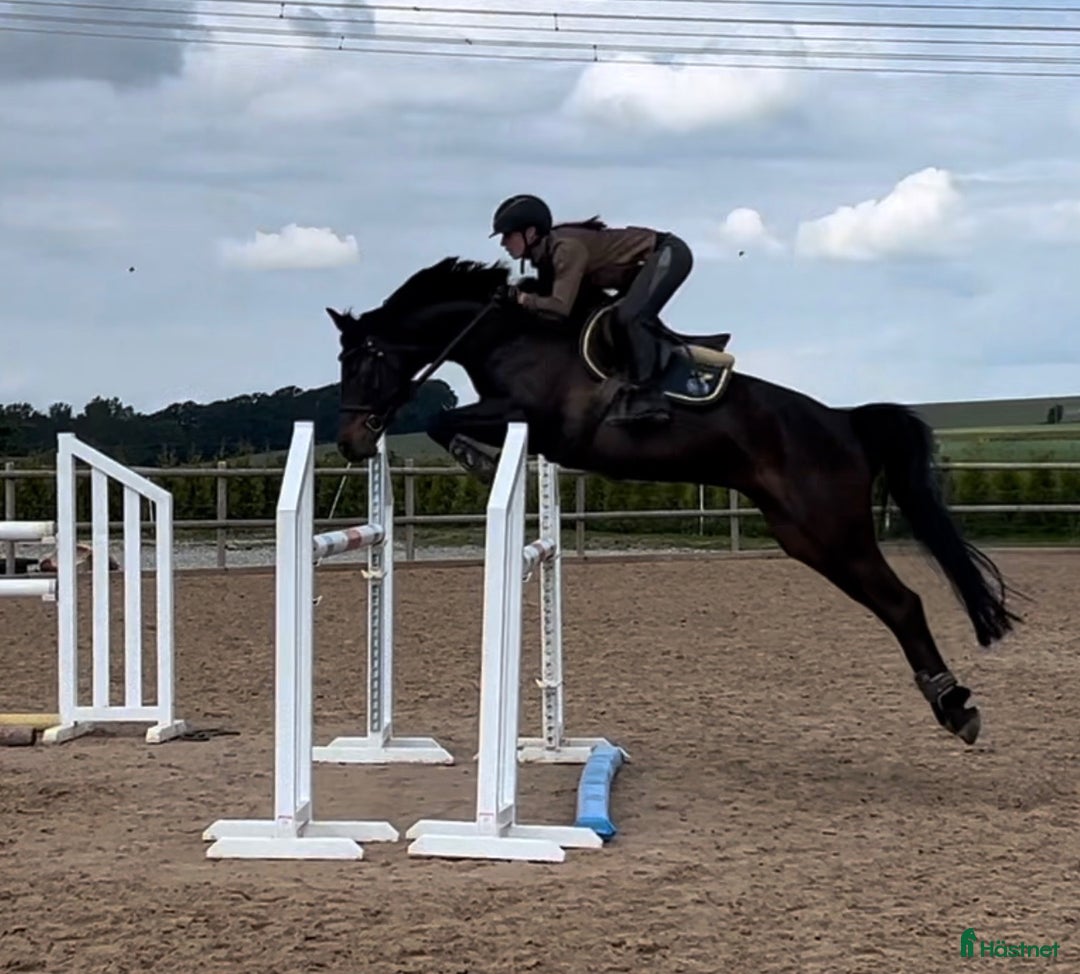 Hoppning hästar till salu: Charmigt hoppsto i Ängelholm - Annons 1