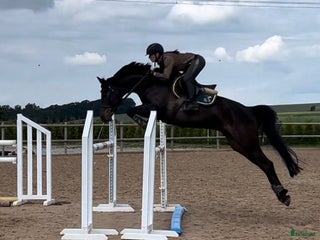 hästar Charmigt hoppsto i Ängelholm - Annons 18