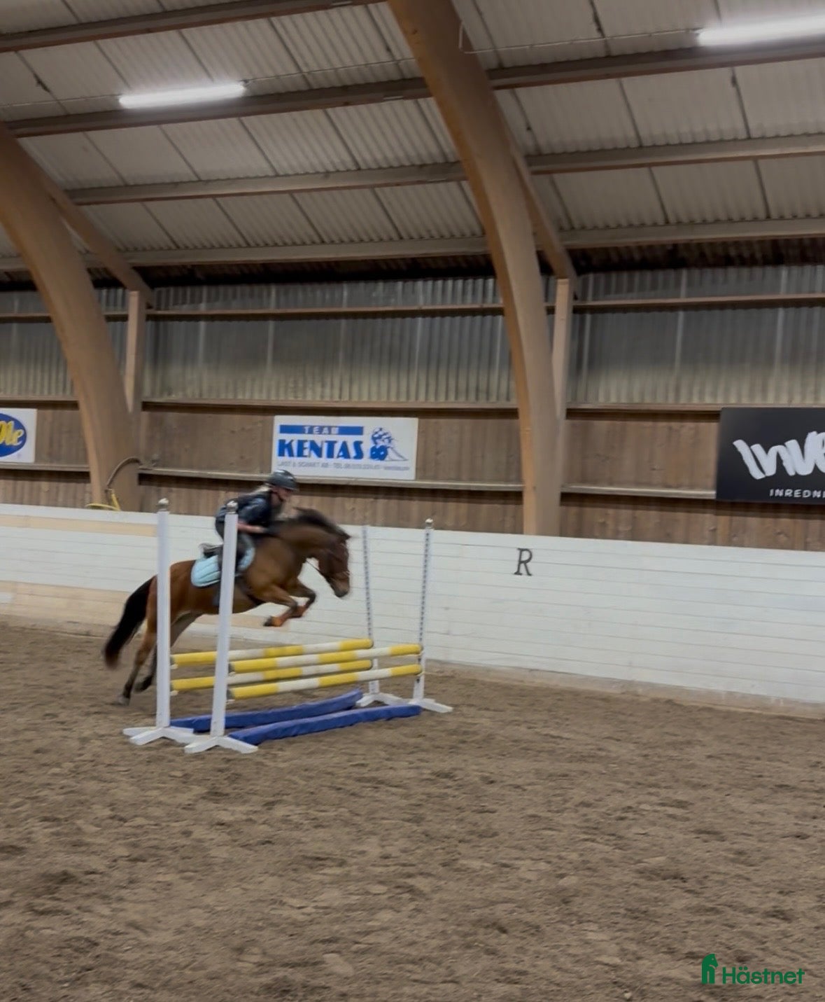  hästar B-ponny för hoppning, dressyr och sportkörning - Annons 1