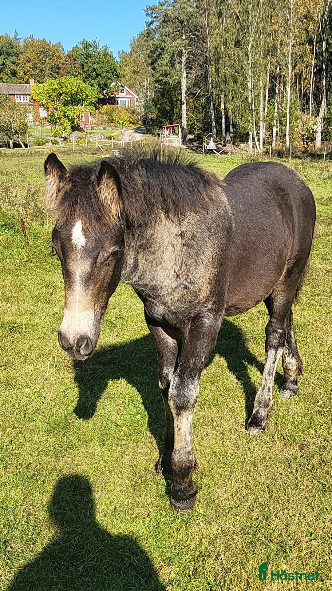 Allround hästar till salu: En trevlig trygg individ söker sin nya människa  - Annons 2