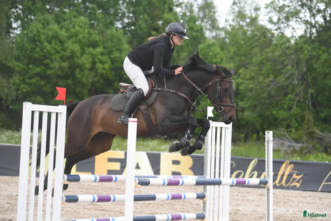 Hoppning hästar till salu: 5 årigt SWB sto - Annons 5